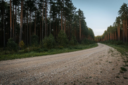 road in the forest at sunset with trees and grass on both sidesの写真素材