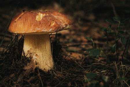Boletus edulis or porcini mushroom in the forest.の写真素材