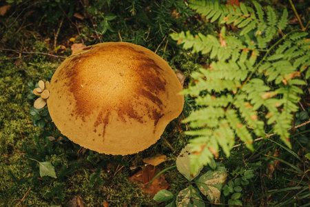 Edible mushroom in the autumn forest. Photo in old color image style.の写真素材