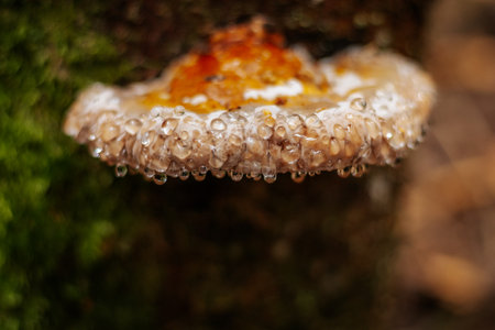 mushroom on the bark of a tree, close-up