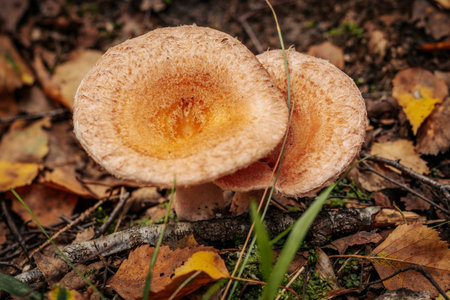 Mushrooms in the autumn forest. Close-up photo.の写真素材