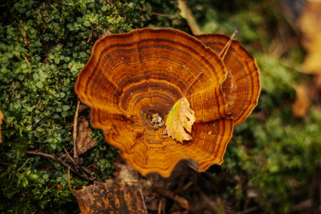 Ganoderma Lucidum - Ling zhi mushroom in autumn forestの写真素材