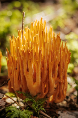 Mushroom chanterelle (Lactarius aureus)