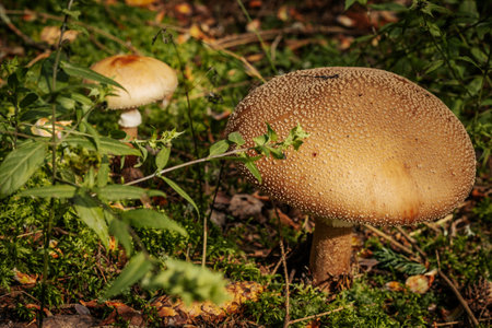Poisonous mushroom in the forest. Selective focus. Toned.の写真素材