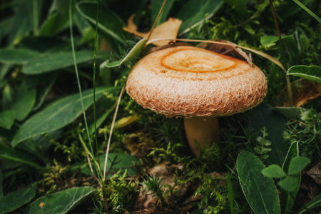 Mushroom in the forest on a background of green grass.の写真素材