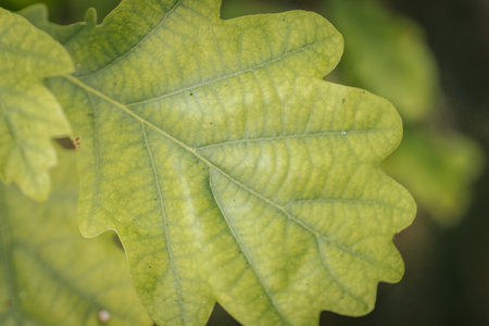 Green oak leaf close-up macro photo with shallow depth of field
