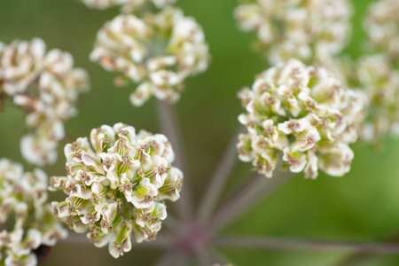 Close up of cow parsnip flowers (Heracleum sanguineum)の写真素材