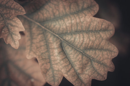 Close up of autumn oak leaves. Filtered image processed vintage effect.の写真素材
