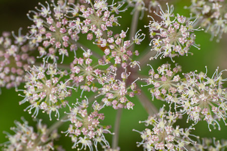 Close-up of the flowers of a cow parsnip.の写真素材