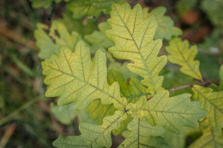 Oak leaves in autumn, close-up, macro, selective focusの写真素材