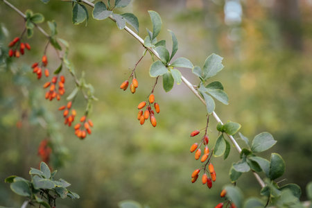 Berberis vulgaris is a species of flowering plant in the family Berberis.の写真素材