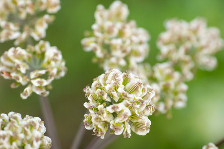 Daucus carota flowers close-up on a green background.の写真素材