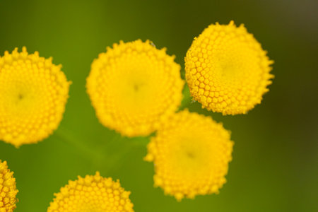 Close up of yellow tansy flower (Tanacetum vulgare)の写真素材