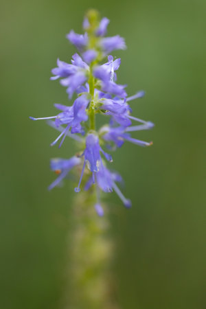 Close up of a blue wildflower (Veronica officinalis)の写真素材