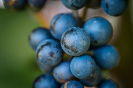 Macro shot of a bunch of black grapes in the vineyardの写真素材
