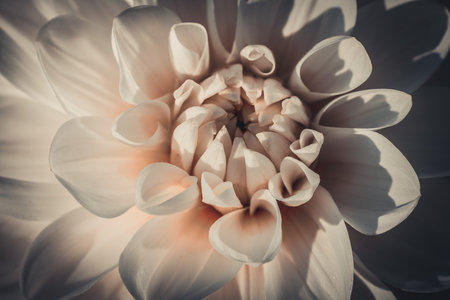 Close up of white dahlia flower petals with filter effect retro vintage styleの写真素材