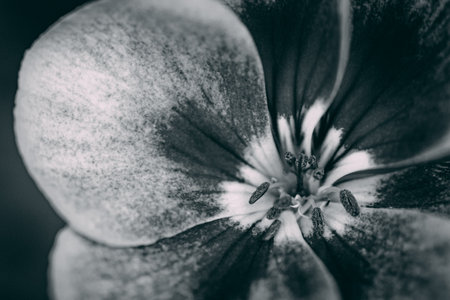 Close up of a geranium flower in monochrome tone.
