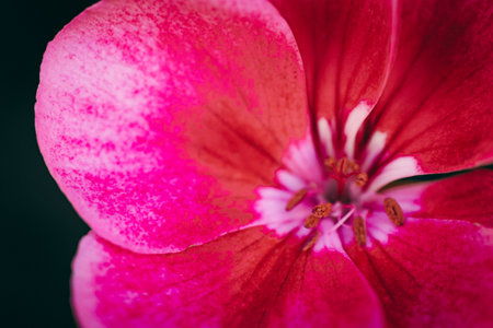 Close up of a pink geranium flower (pelargonium)の写真素材