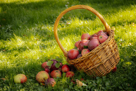 Wicker basket full of ripe red apples on green grass in gardenの写真素材