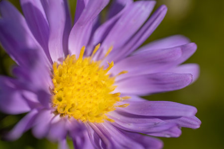 Close up of a purple aster (Aster amellus)の写真素材