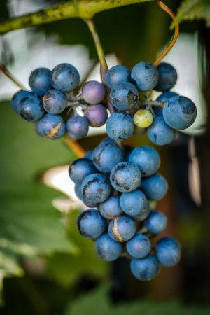 Bunch of blue grapes in vineyard, close-up.の写真素材
