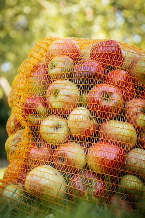 Ripe apples in a mesh bag on the grass in the gardenの写真素材