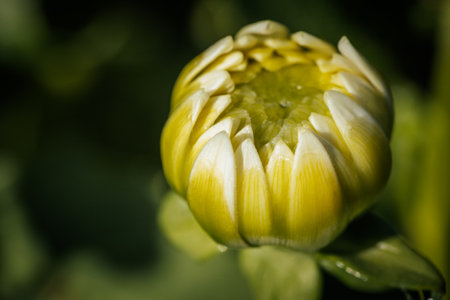 Close up of a yellow dahlia flower in the garden.の写真素材