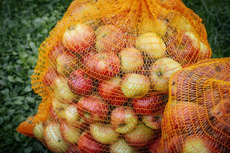 Organic apples in a string bag on the grass. Selective focus.の写真素材