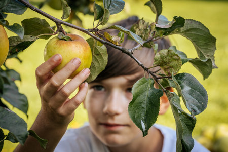 Child picking apples in an orchard. Selective focus. Kid.