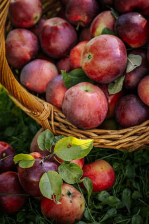 Basket of ripe red apples with leaves on green grass background.の写真素材