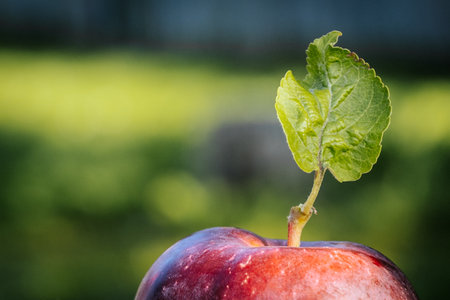Plum with green leaf on a branch in the garden. Selective focus.