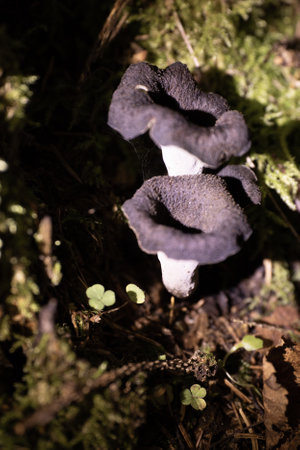 Black fungus in the forest. Shallow depth of field. Toned.の写真素材