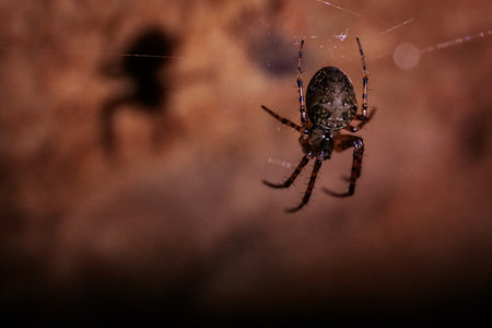 Spider on a spider web in the nature. Macro photography of a spider.の写真素材