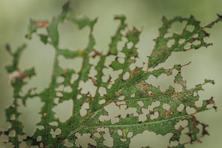 Disease on the leaf of the plant in the garden.の写真素材