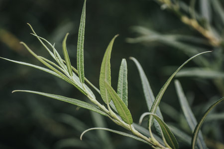 Olive branch with green leaves in the garden, close-upの写真素材