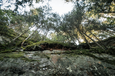 Mossy forest in the mountains of Tenerife, Canary Islandsの写真素材