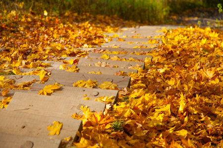 Pathway in the autumn park with fallen yellow maple leaves on the groundの写真素材