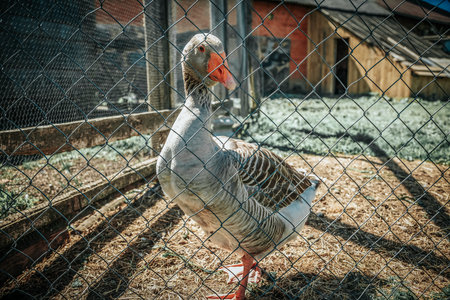 Goose in the cage on the farm. Animal theme. Toned.の写真素材