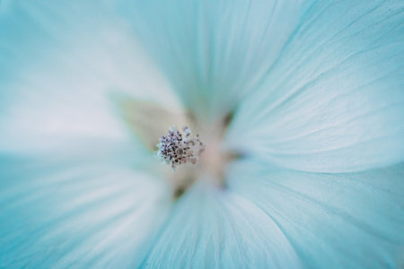 Macro photo of a mallow flower with shallow depth of fieldの写真素材