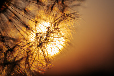 Dandelion seeds on sunset background. Shallow depth of field.の写真素材