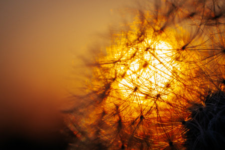Dandelion seeds on sunset background. Shallow depth of field.