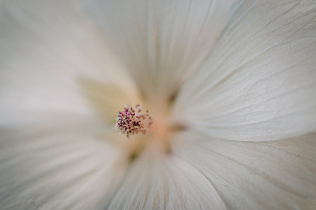Close up of white hibiscus flower. Shallow depth of field.の写真素材