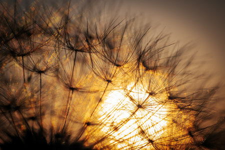 Dandelion seeds on sunset background. Shallow depth of fieldの写真素材