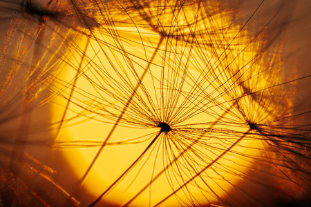 Dandelion seeds on the background of the setting sun. Macroの写真素材