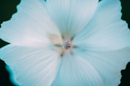 Close up of a hibiscus syriacus flower.の写真素材