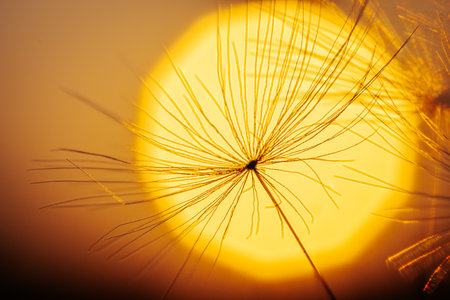 Sunset with dandelion seeds. Shallow depth of fieldの写真素材