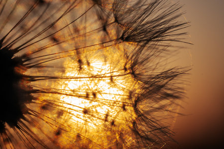 Dandelion seeds on a background of the setting sun close-upの写真素材