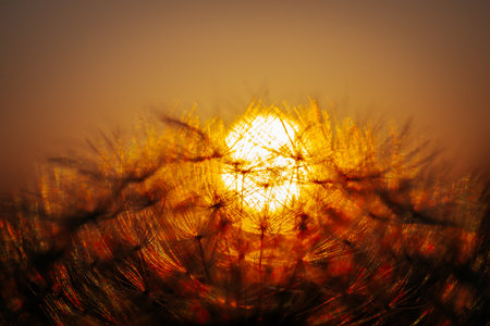 Dandelion seeds on a background of the sun at sunset.の写真素材