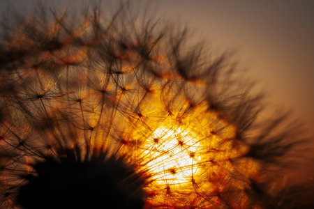 Dandelion seeds on the background of the sun at sunset.の写真素材