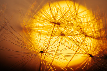 Sunset over dandelion seeds. Shallow depth of field.の写真素材